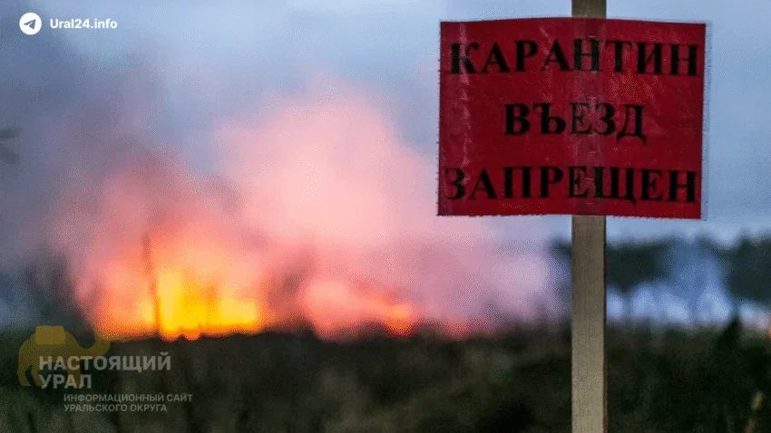 В&nbsp;Тюменской области вспышка бешенства