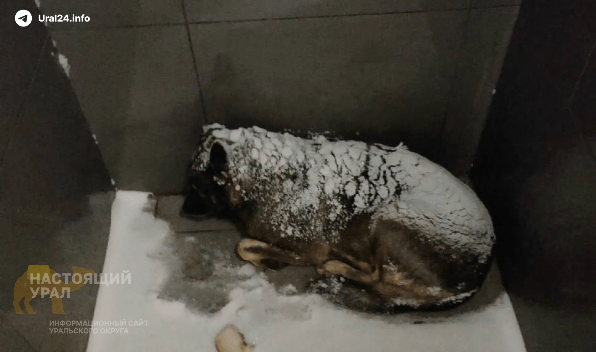 В&nbsp;Челябинске курьера уволили за&nbsp;помощь замерзающей собаке