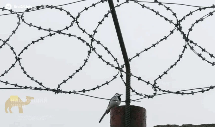 Смена начальства в&nbsp;«Полярном волке»