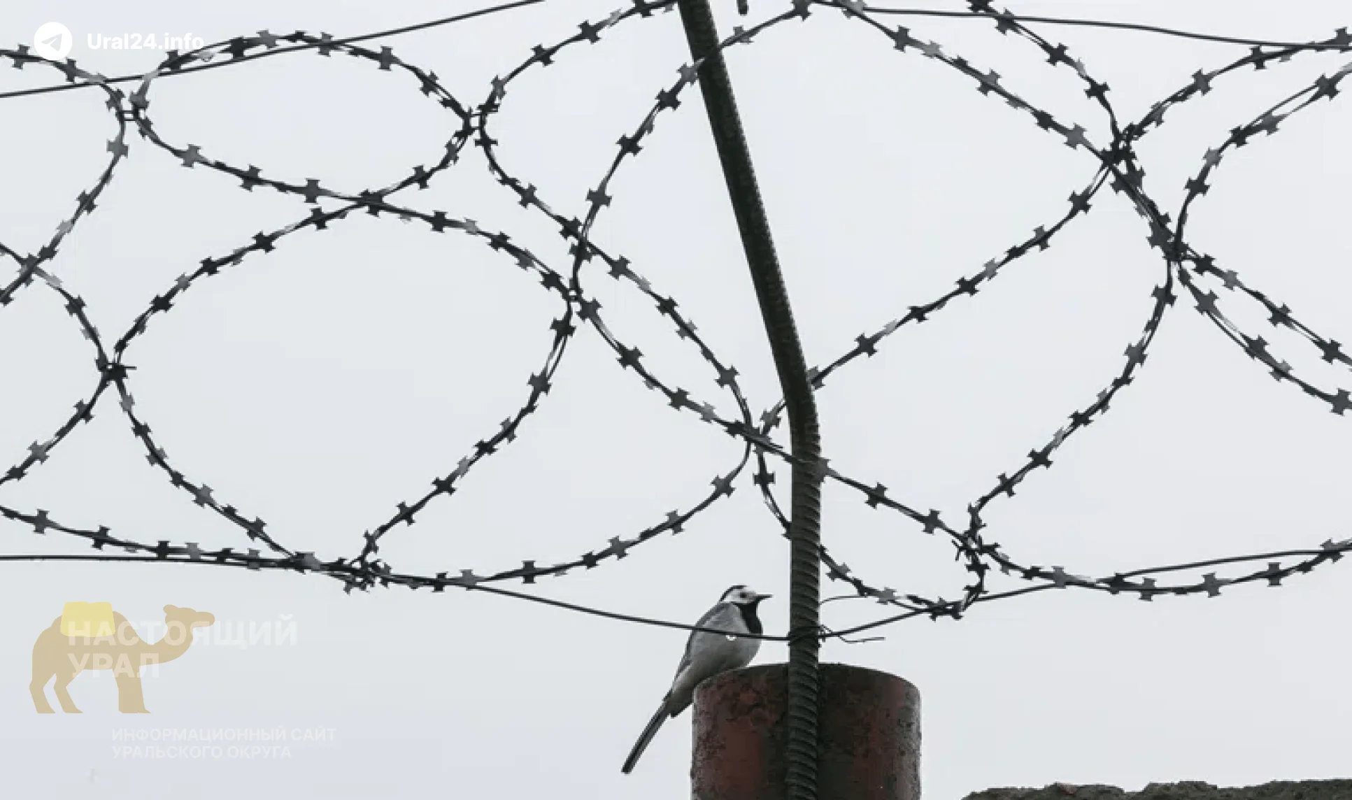 Смена начальства в&nbsp;«Полярном волке»