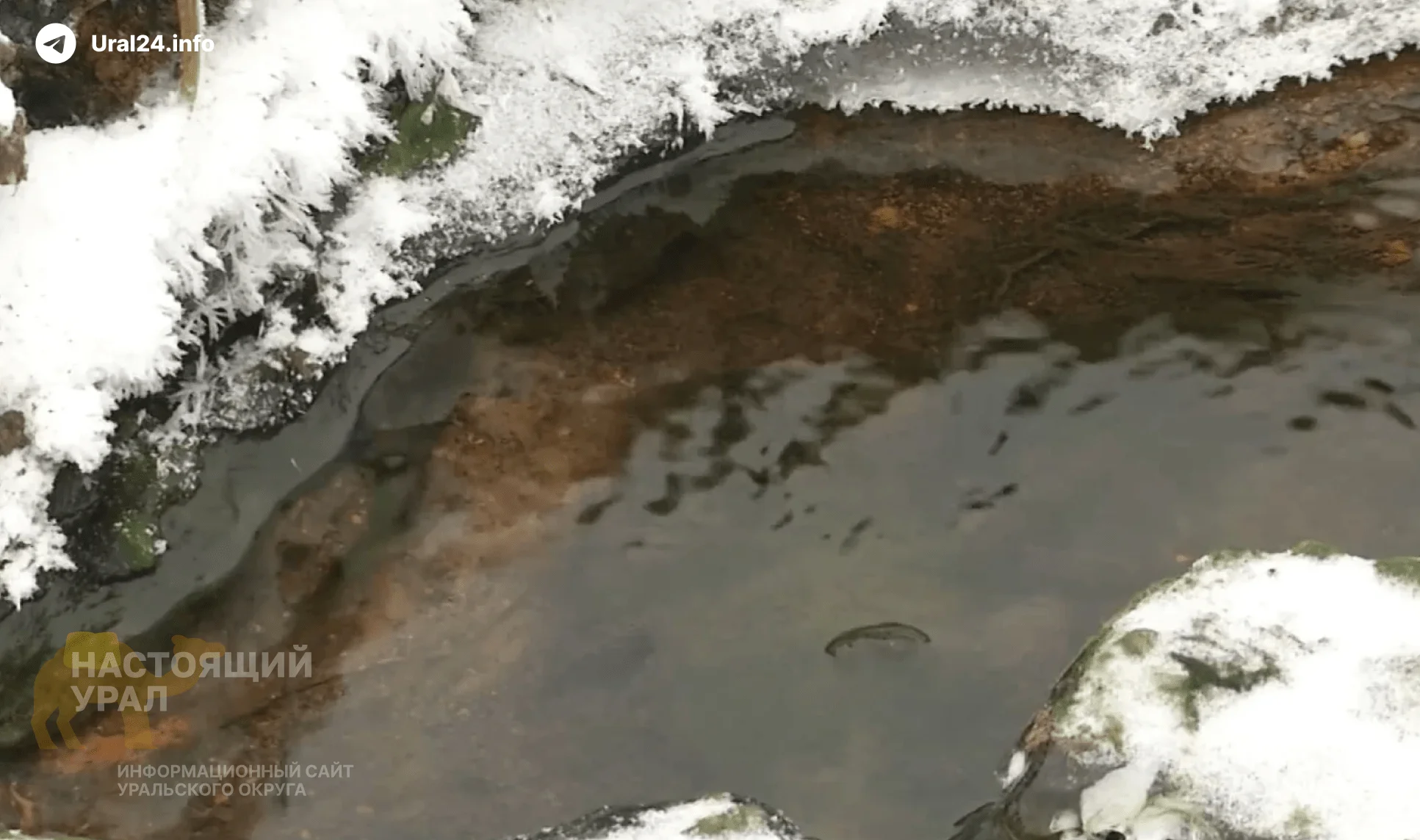 Челябинское село тонет в&nbsp;фекалиях