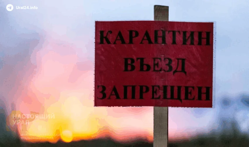 В&nbsp;Курганской области ввели карантин по&nbsp;бешенству