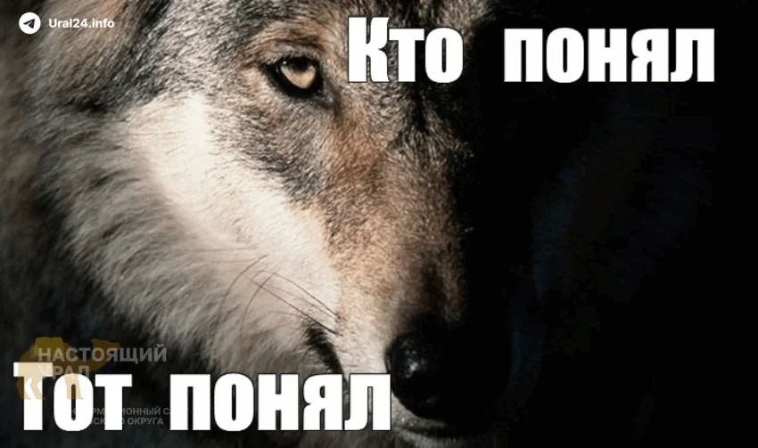 Жительницу Тюмени оштрафовали за&nbsp;сохранёнку в&nbsp;VK